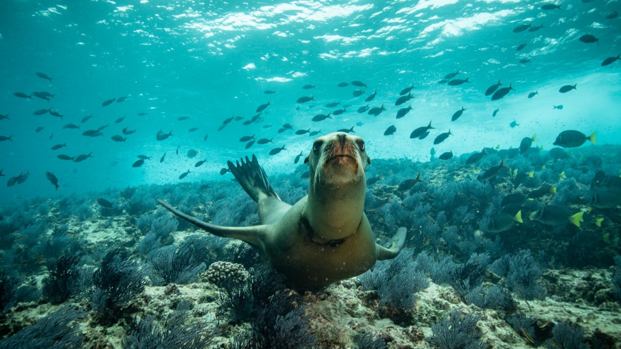 sea lion in ocean water