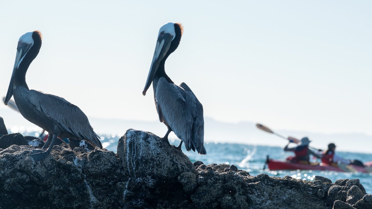 Two brown pelicans in front of a sea kayaker in the Sea of Cortez