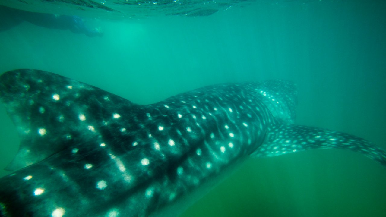 whale shark sea of cortez