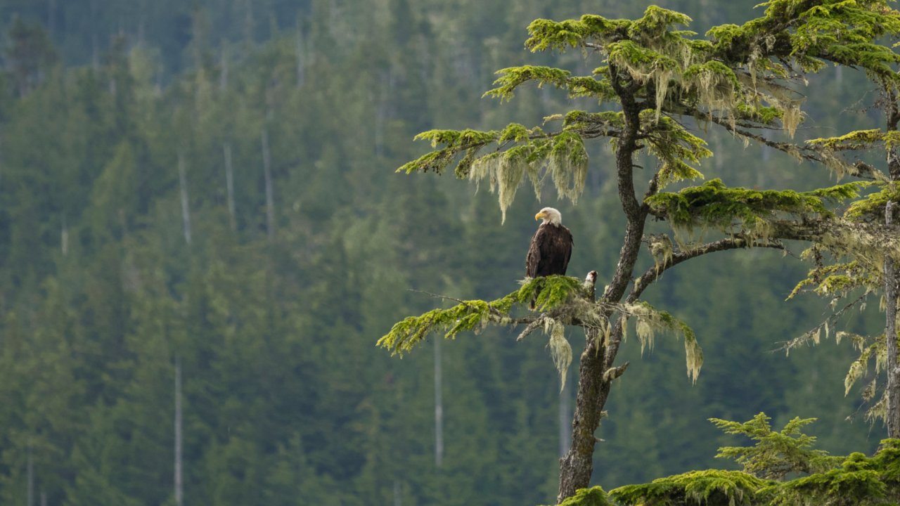 bald eagle sitting in green tree