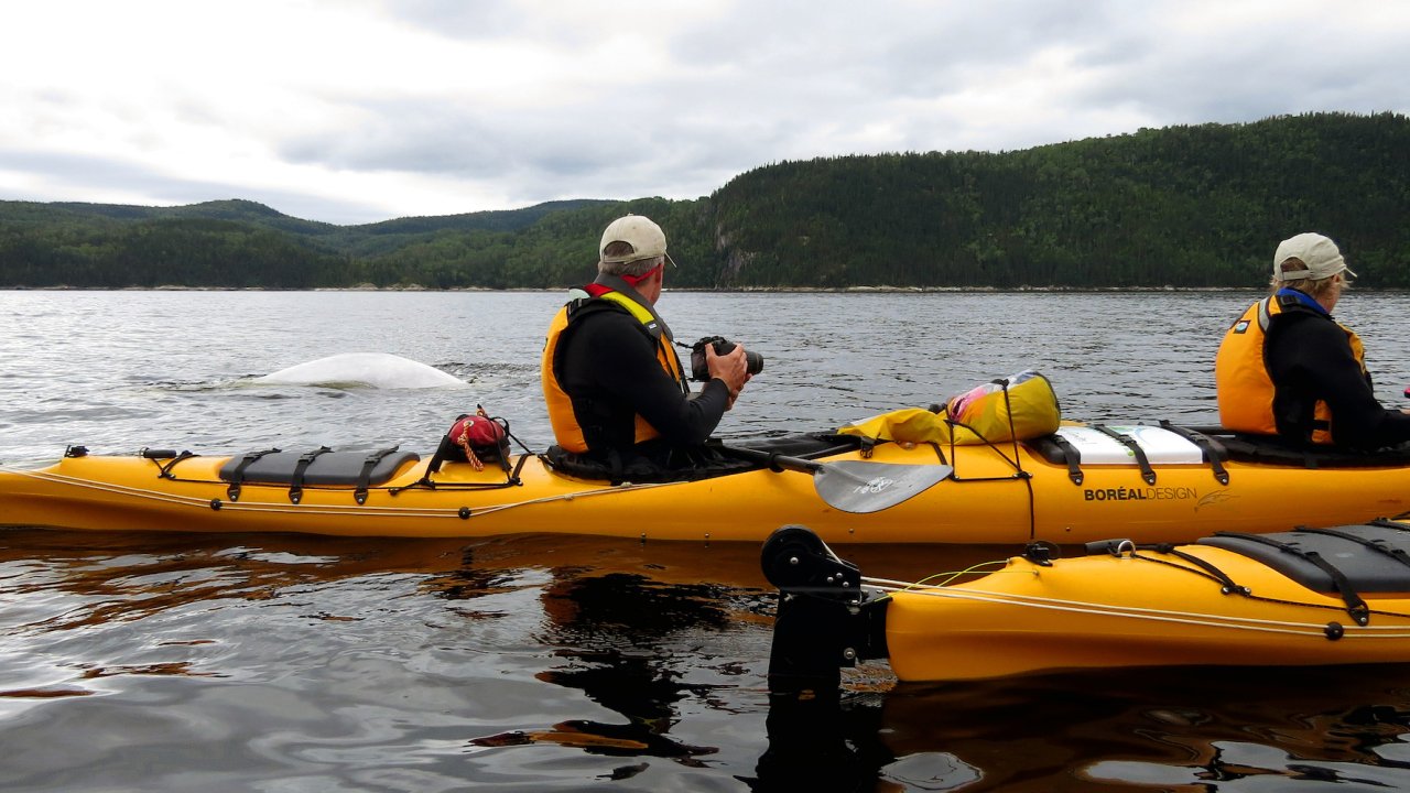 People in a yellow kayak paddling past a beluga whale in Quebec