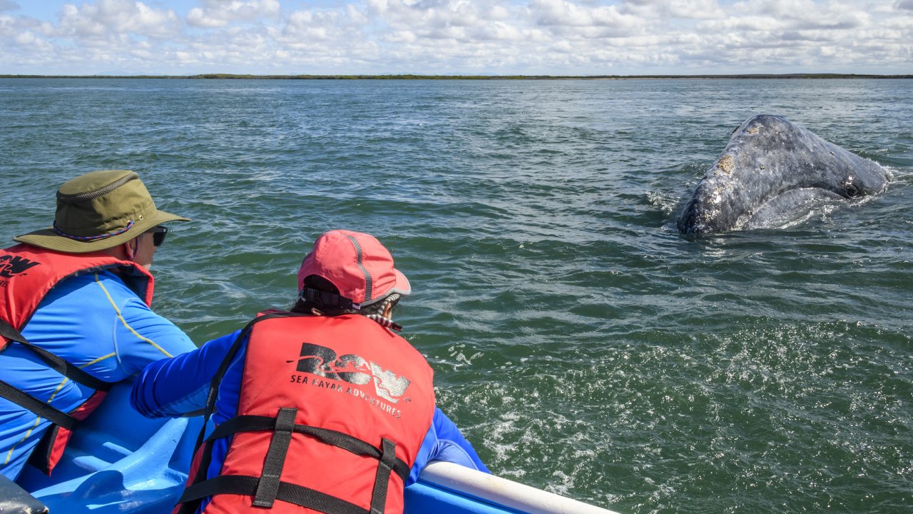 Two people watching a gray whale swim towards their panga while on a whale watching tour