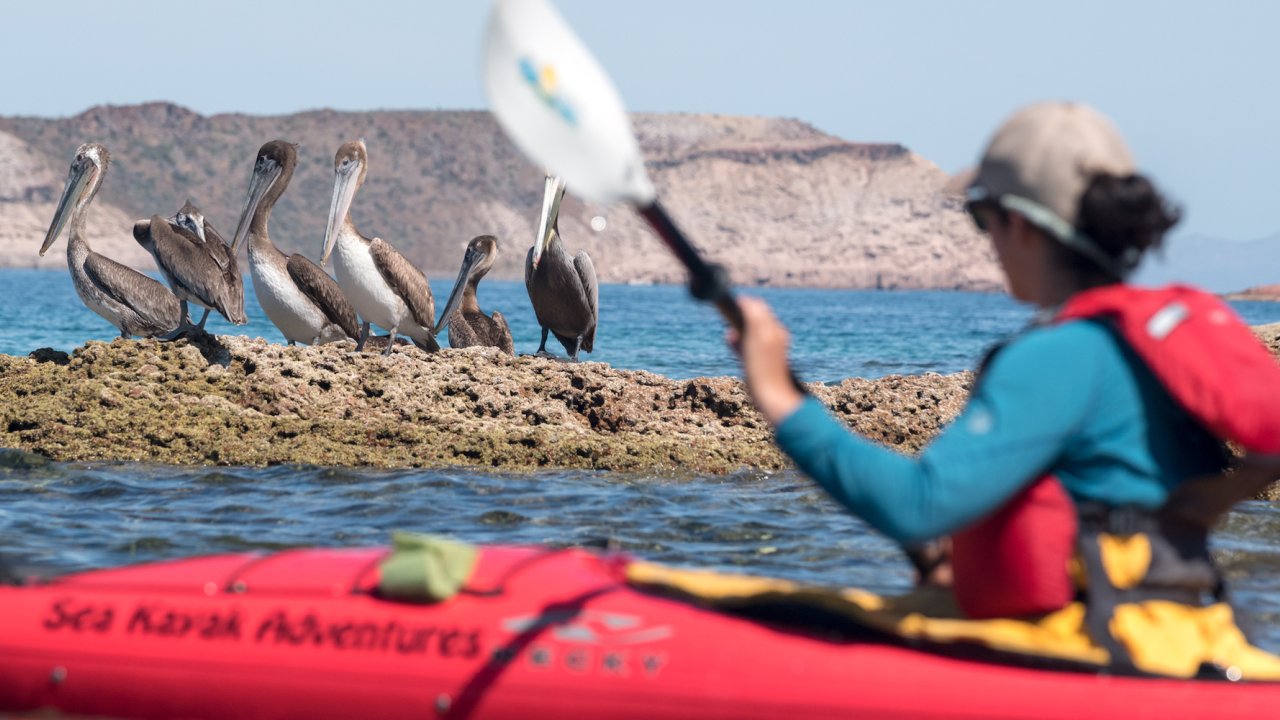 A person in a red sea kayak out of focus while a flock of brown pelicans is in focus on a rock in the distance in Baja California Sur