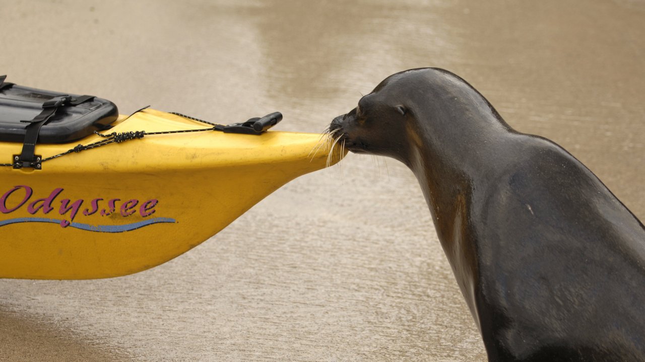 A sea lion on the beach putting its nose to the bow of a yellow sea kayak