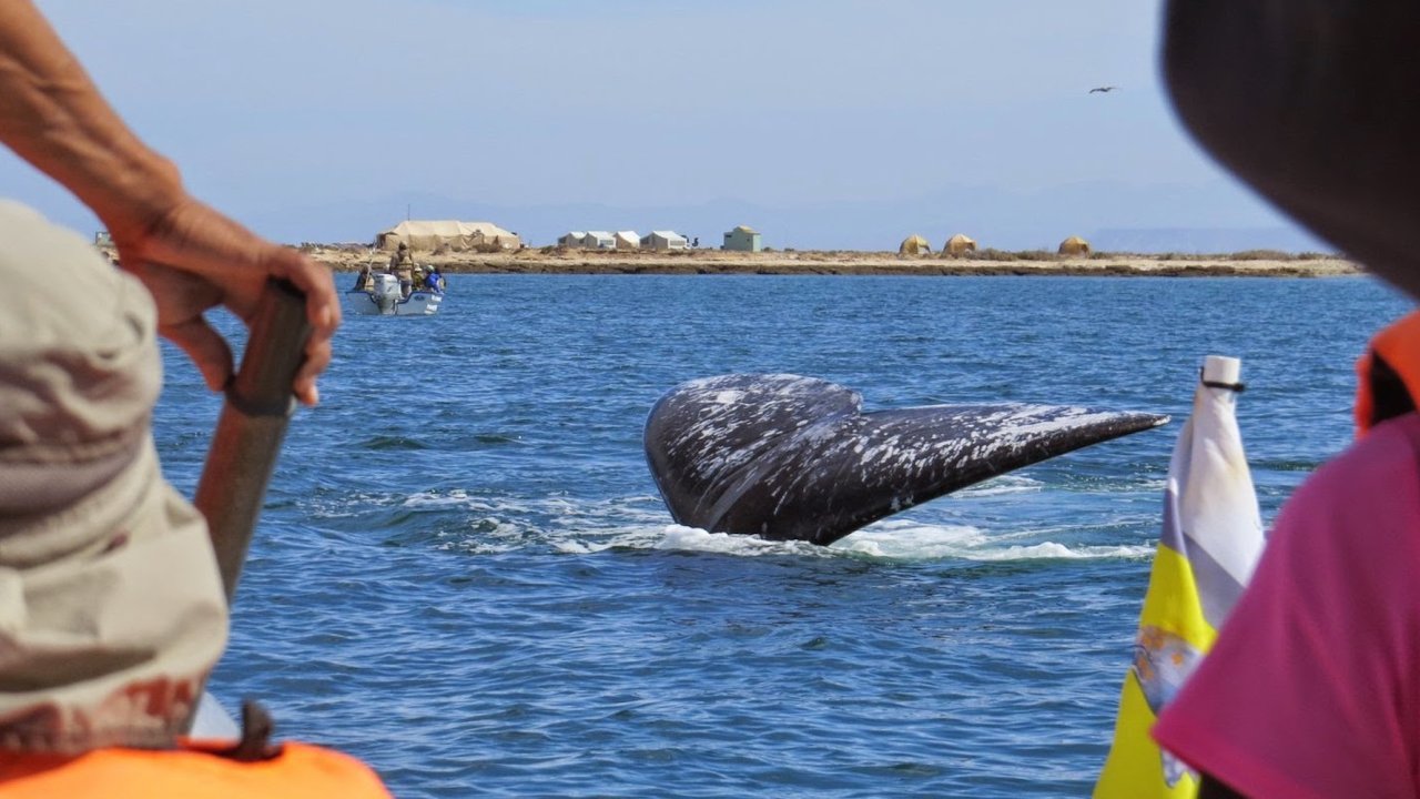 Gray whale tail sticking out of the water in between people whale watching on a boat in San Ignacio Lagoon