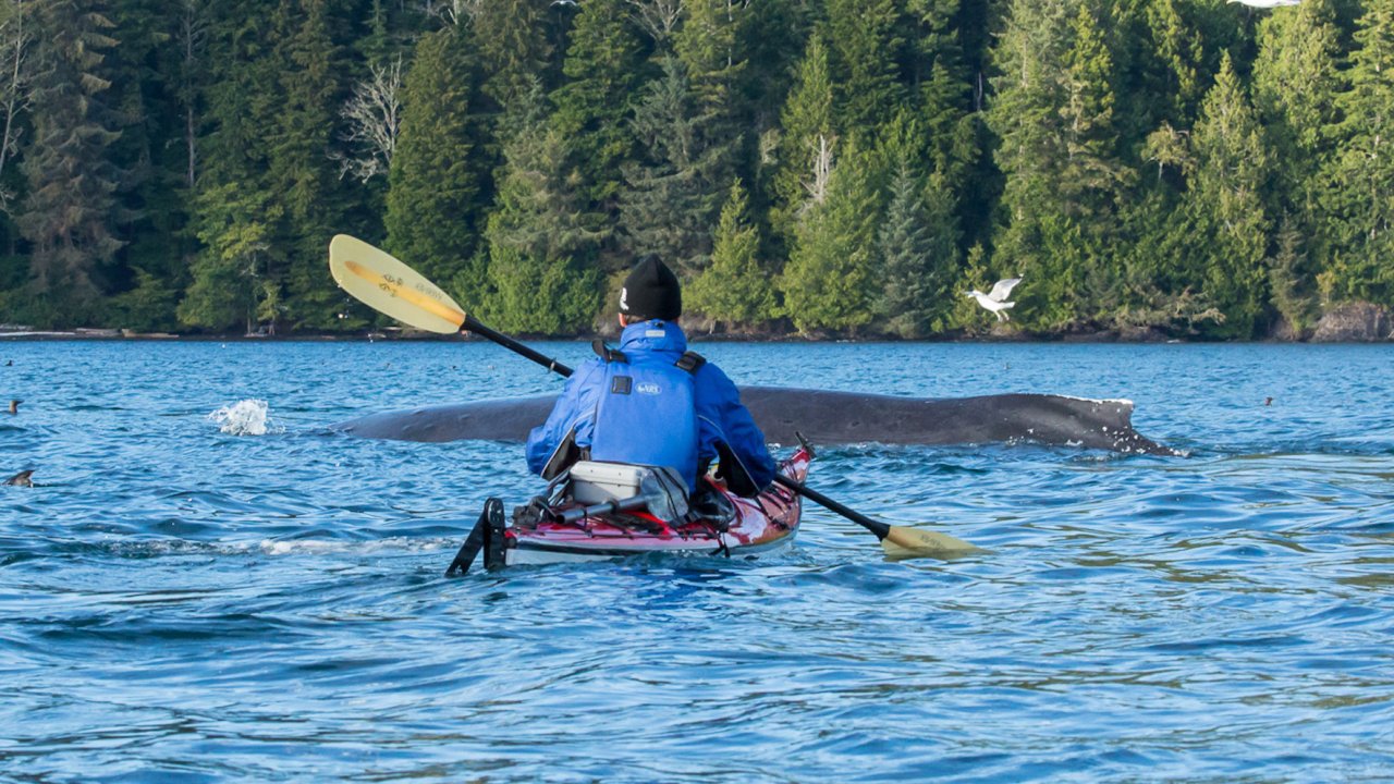 A person in a single red sea kayak paddling towards a humpback whale submerging from the water in British Columbia, Canada.