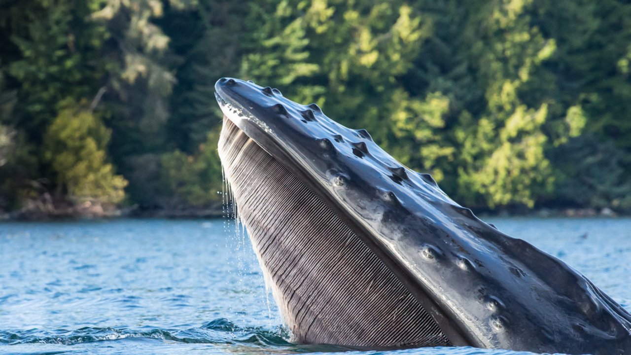 humpback baleen