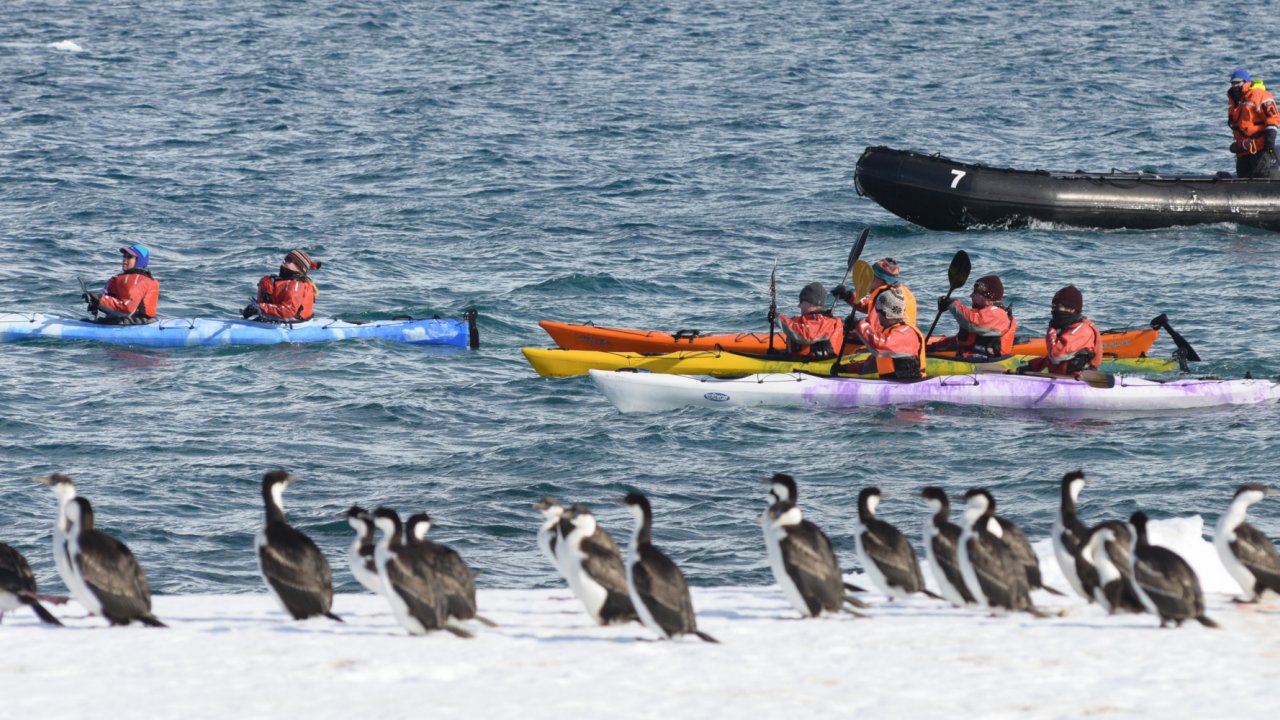 kayakers and penguins in antarctica