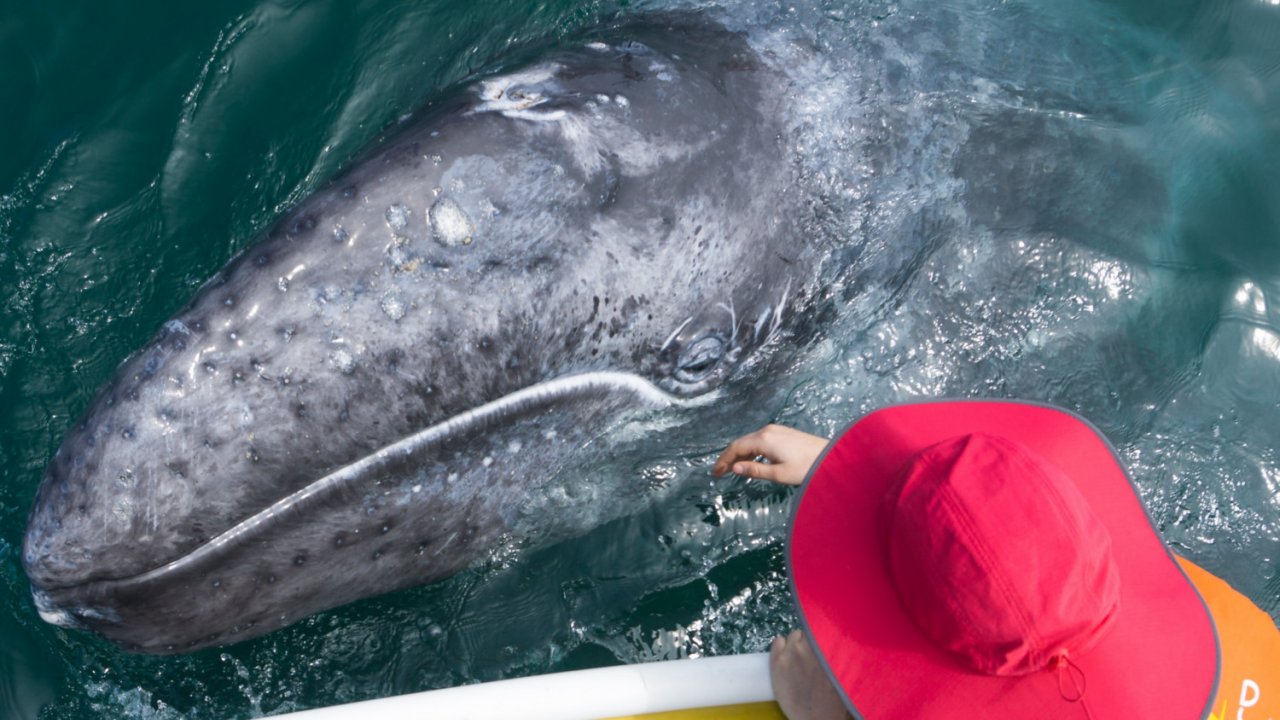 gray whale in Baja