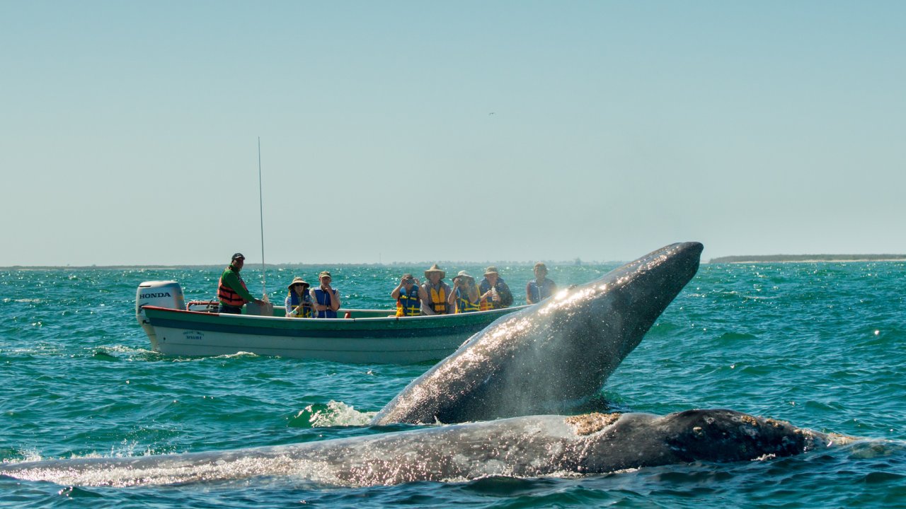 Two gray whales breached out of the surface of the water in Baja California Sur