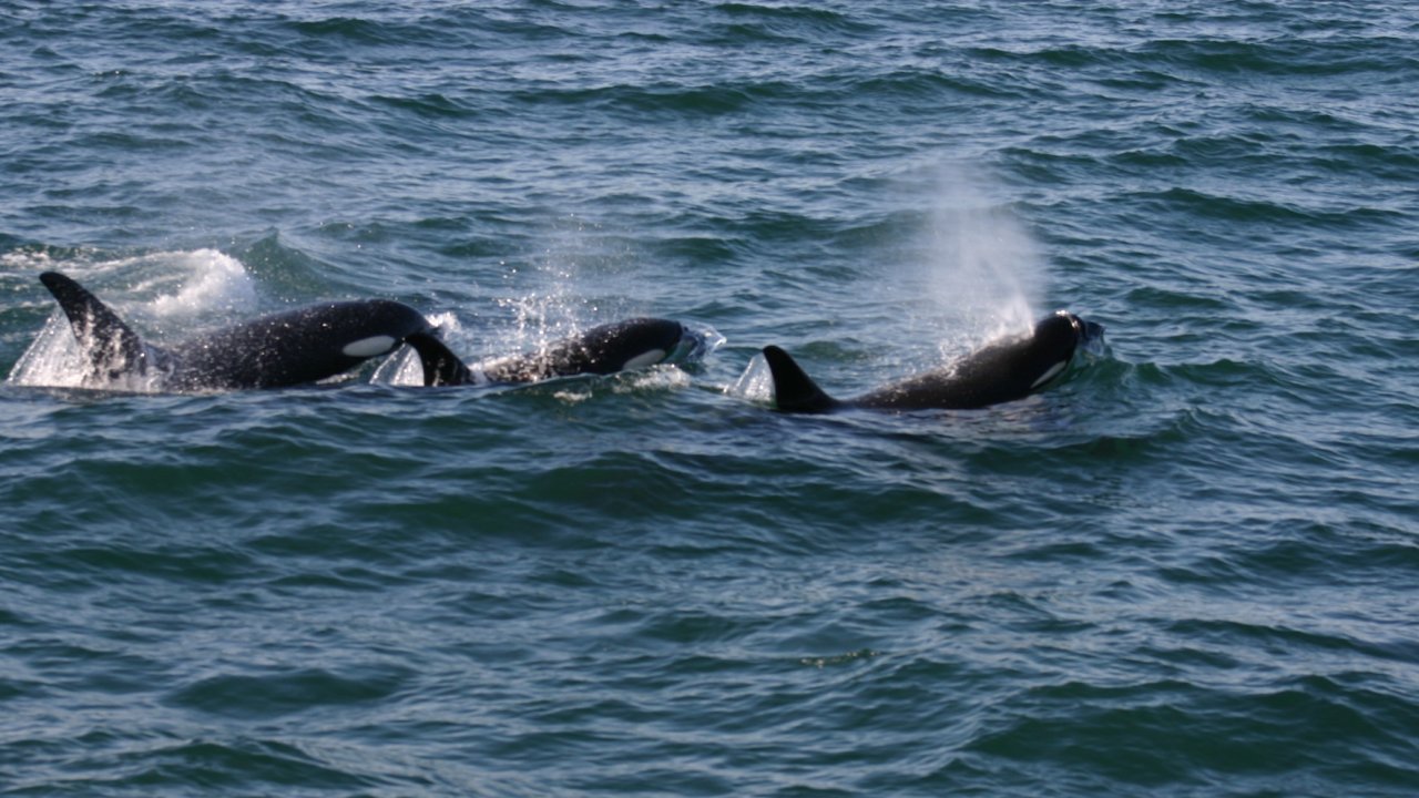 Pod of orca whales breaching out of the water in Alaska 