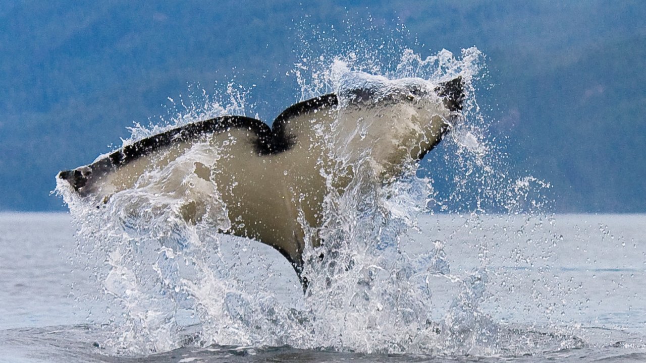 orca tail slap