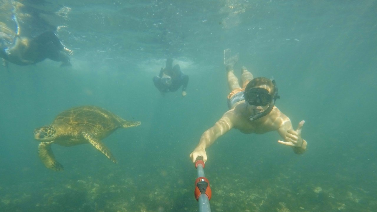 People snorkeling past a sea turtle in the Galapagos Islands as seen from a selfie stick underwater