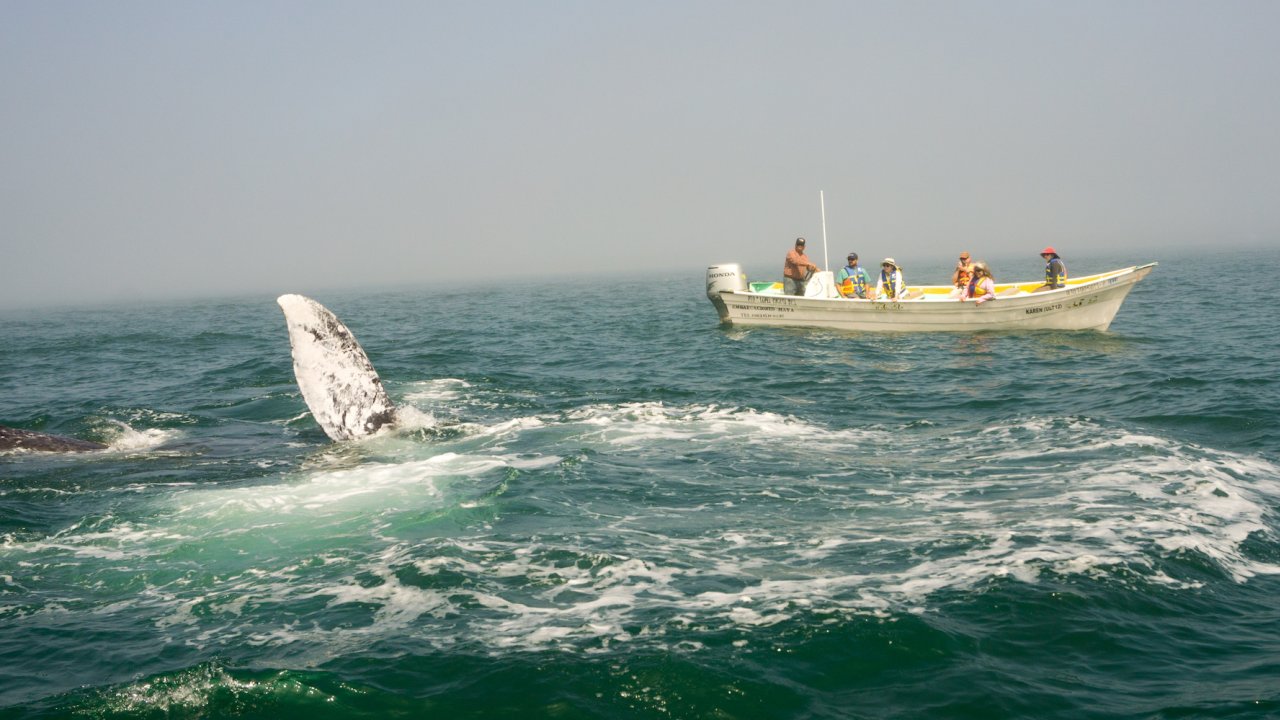 Gray whale tail sticking out of the water as a group of whale watchers on a boat observe it from behind