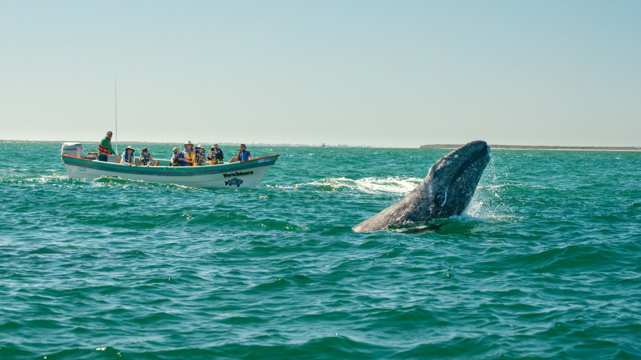 A group of people on a panga boat watching a gray whale breach out of the water while on a whale watching tour