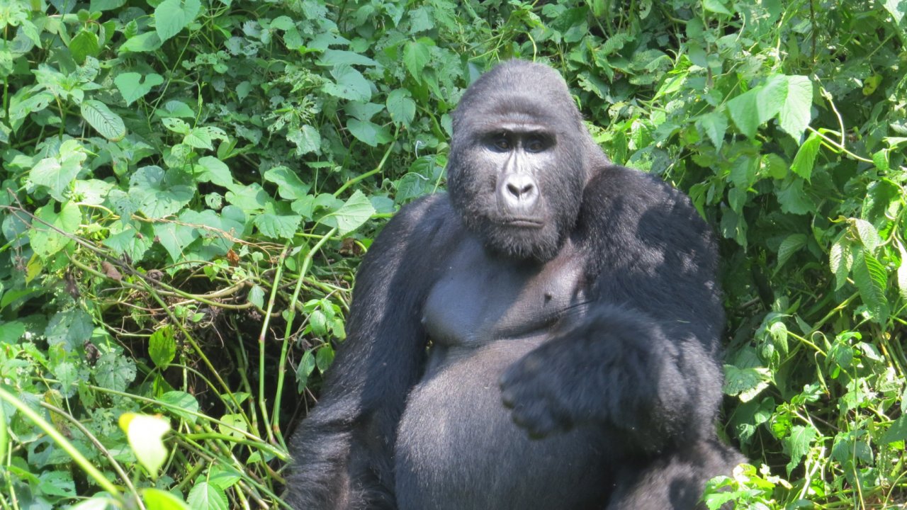 Rwanda Gorilla and Kayak Tour