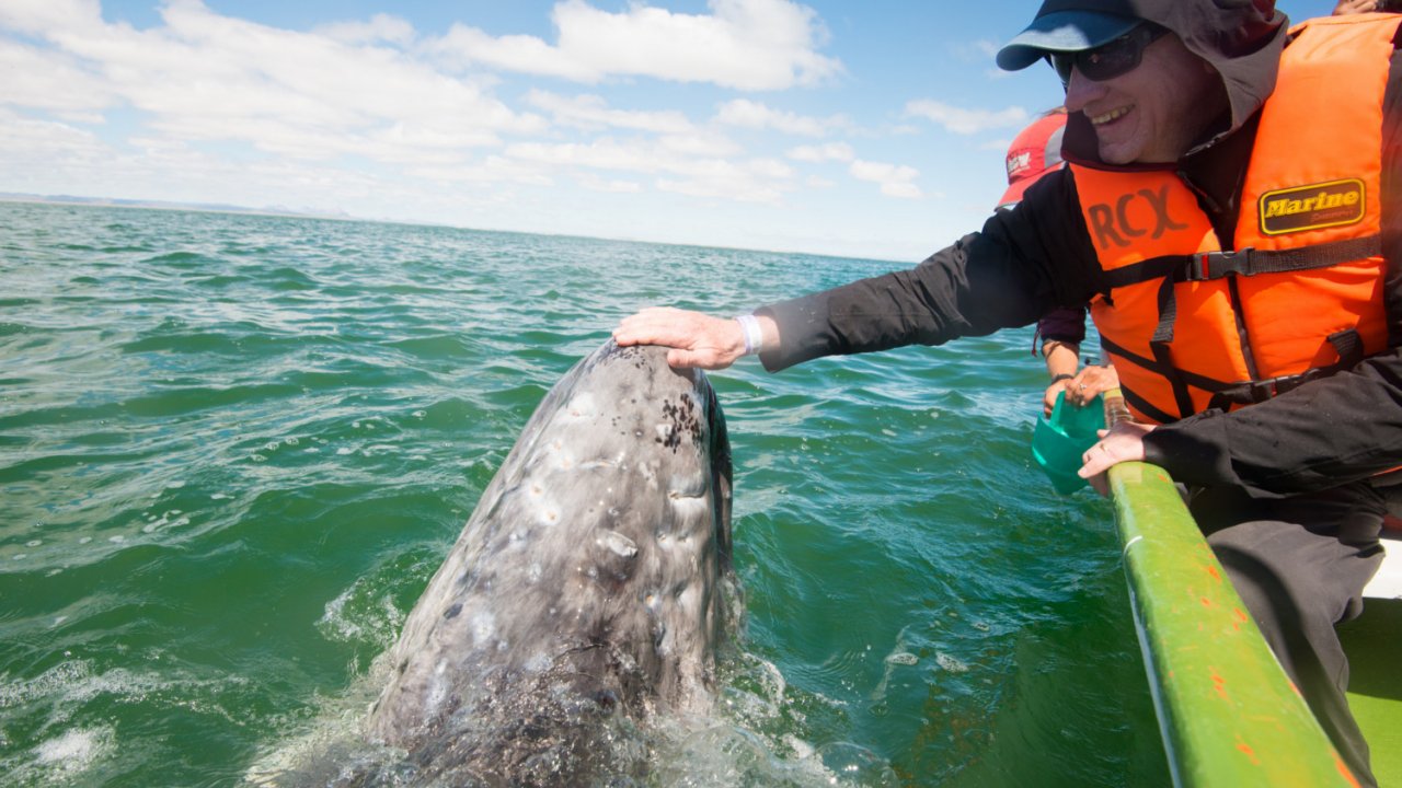 touching a gray whale in san ignacio lagoon
