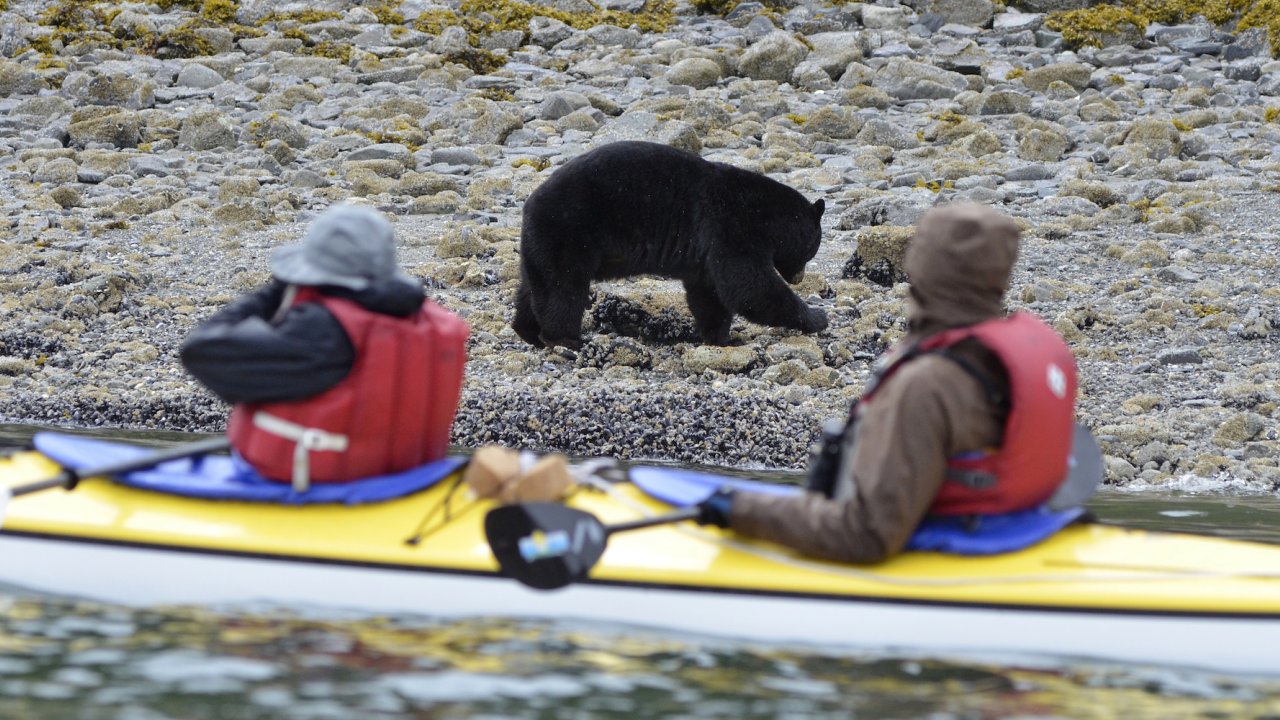 Two kayakers in a yellow tandem sea kayak looking at a big black bear roaming the rocky beach on shore