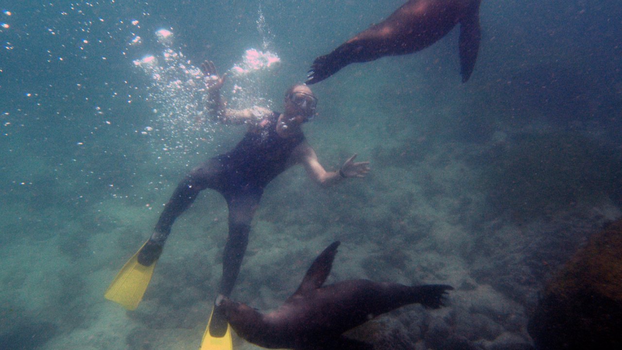 A person in a sleeveless wetsuit and yellow fins snorkeling with two sea lions in the Galapagos Islands