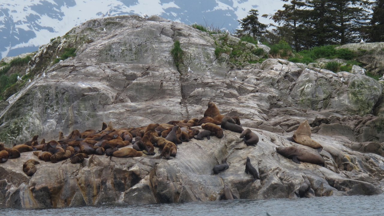 Group of sea lions and seals scattered across a large rock along the coastline of Alaska