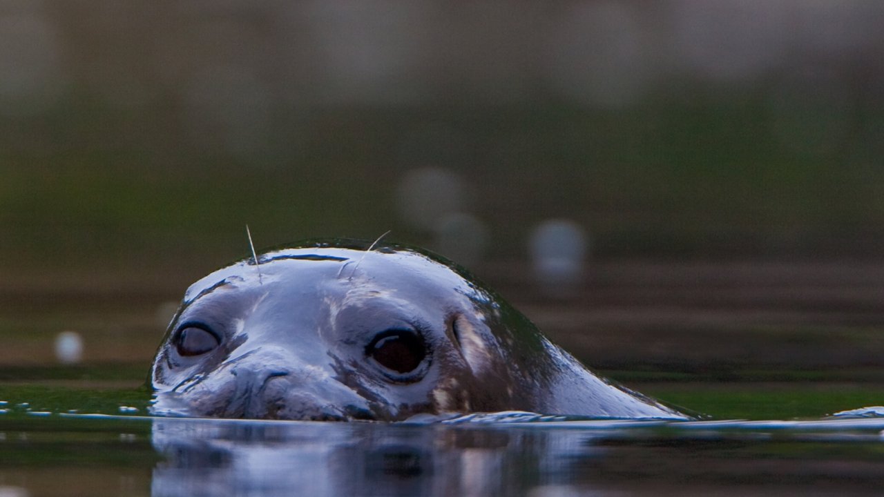 seal poking its head out of the water