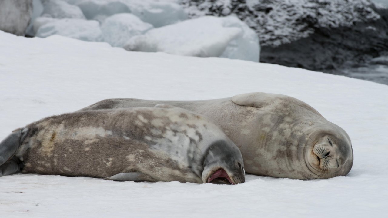 seal in antarctica