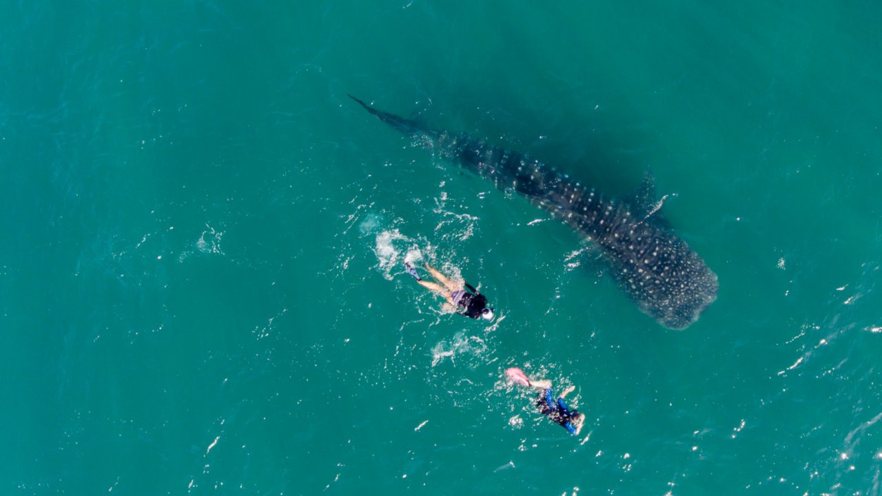 Birds eye view of two people swimming alongside a whale shark in Baja California Sur