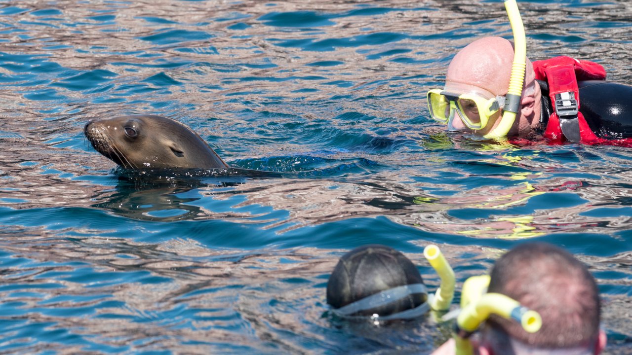 People wearing yellow snorkel masks swimming in the water next to a sea lion