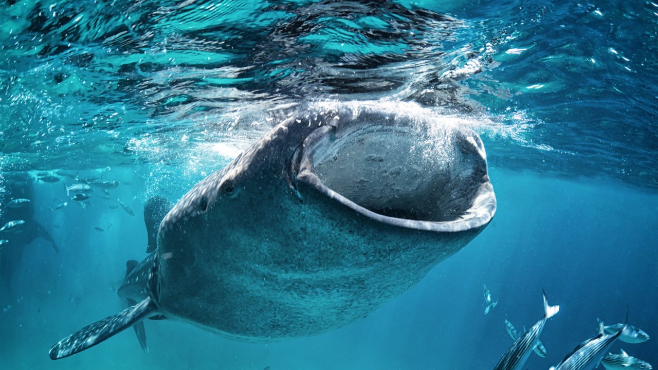 whale shark eating plankton