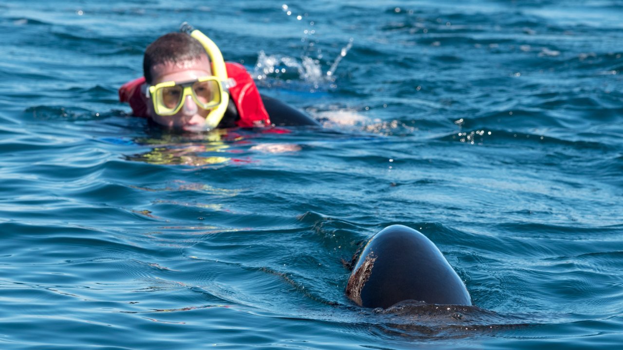 Swimming with sea lions in La Paz