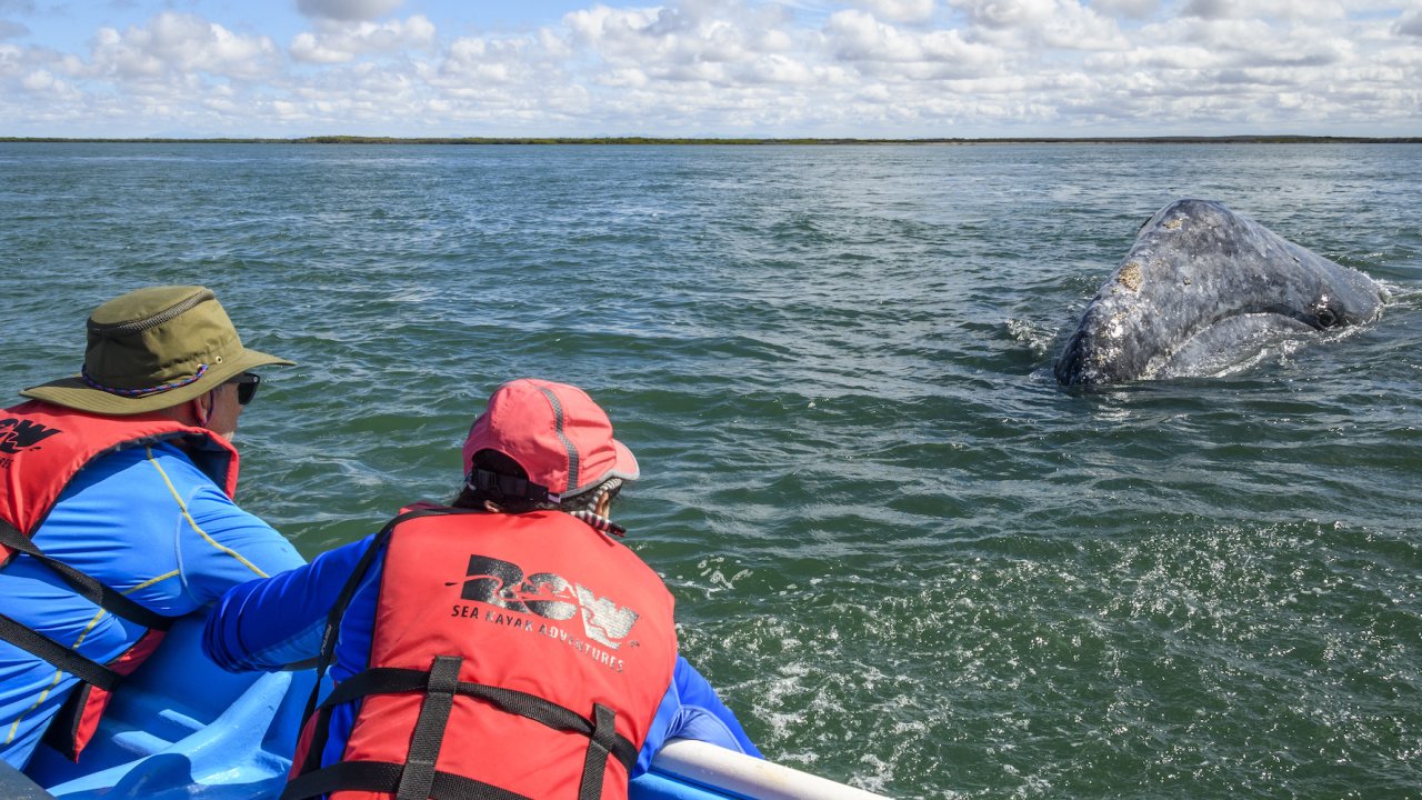 Two people leaning over a motor boat interacting with a gray whale breaching the surface of the water in the Pacific Ocean