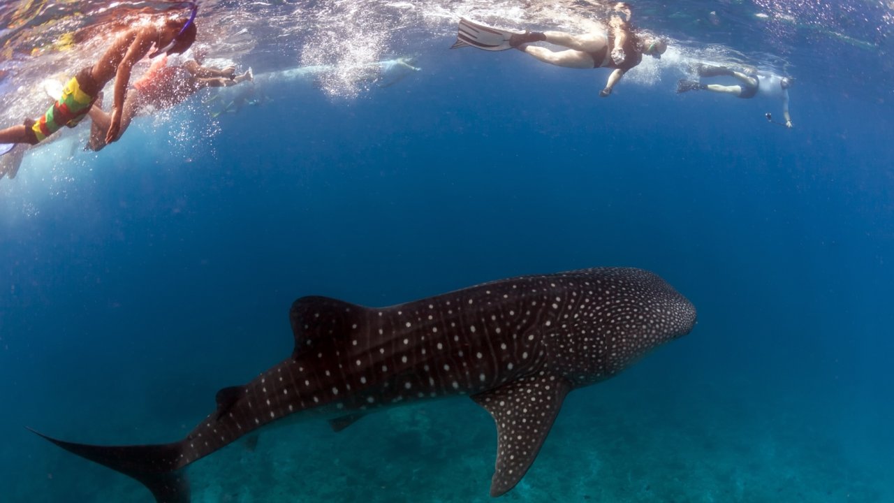 Swimming with whale sharks in La Paz, Baja California Sur