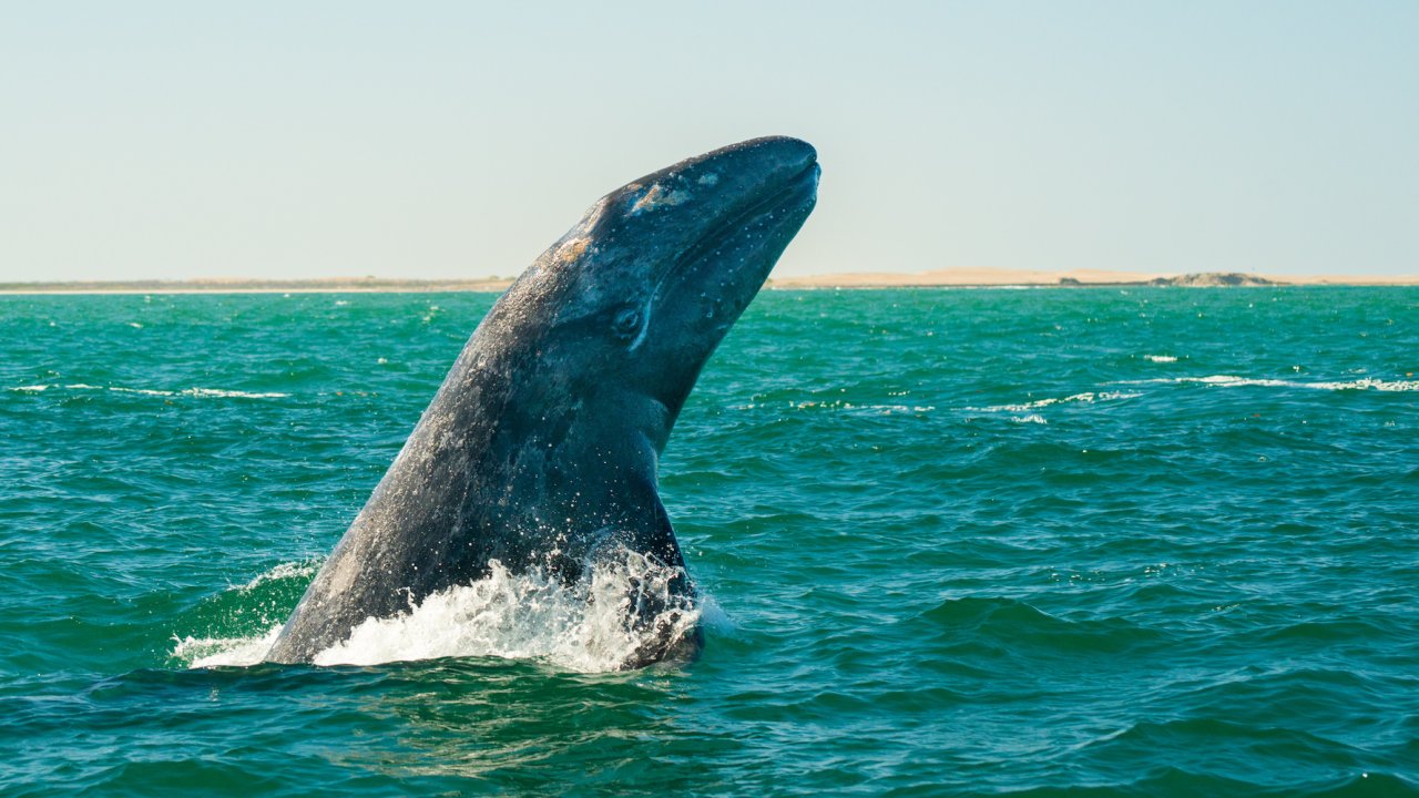 A gray whale breaching in the Pacific Ocean in Baja California Sur