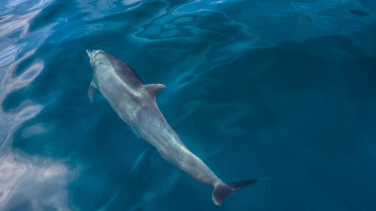 Dolphin swimming in the Sea of Cortez off of Isla Espiritu Santo