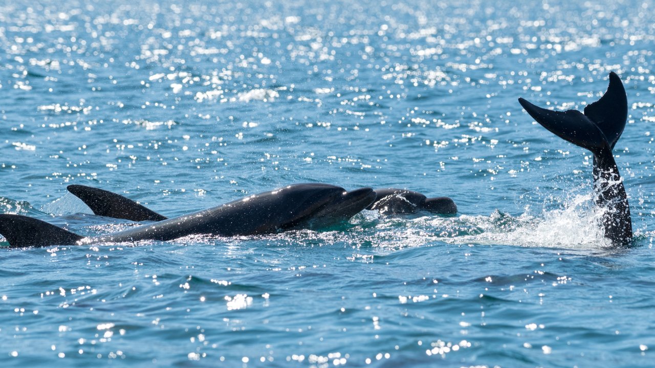 A school of dolphins swimming around the Pacific Ocean 