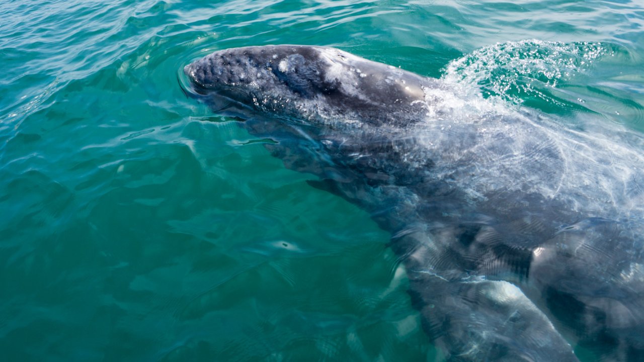 A young gray whale swimming in the warm waters of San Ignacio Lagoon