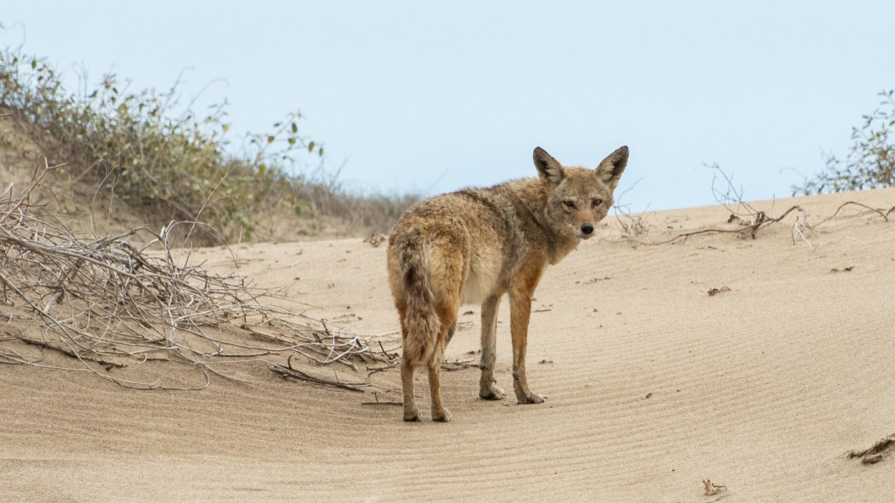 coyote in Baja