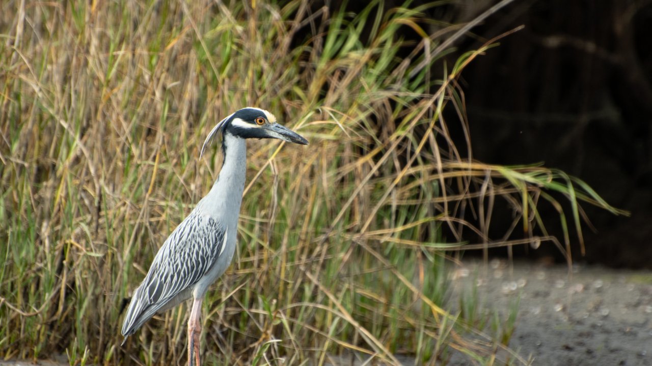 bird in baja mangrove