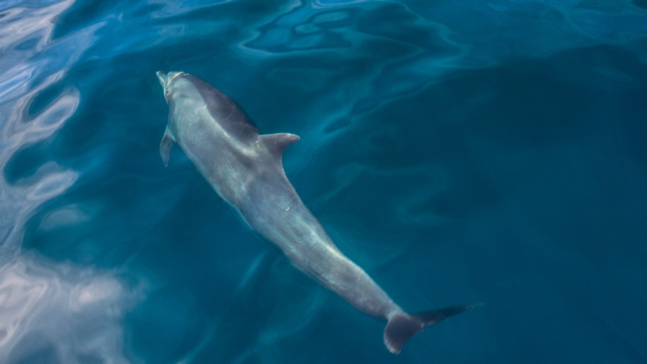 dolphin in blue ocean water