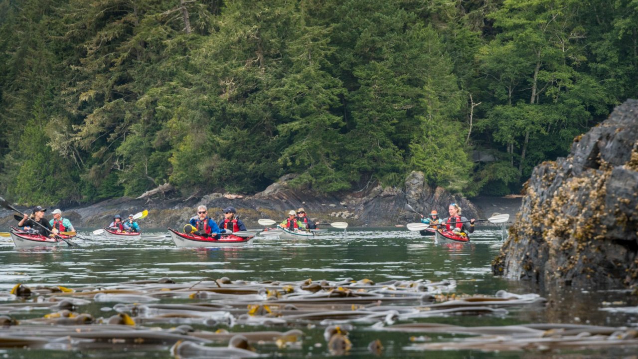 sea kayaks in a bull kelp bed