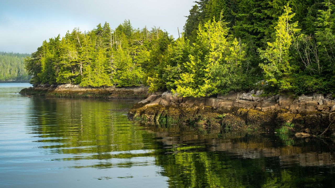 Sunlight illuminating the lush, rocky shoreline of British Columbia, a scenic view often admired on sea kayaking tours along Canada’s west coast.
