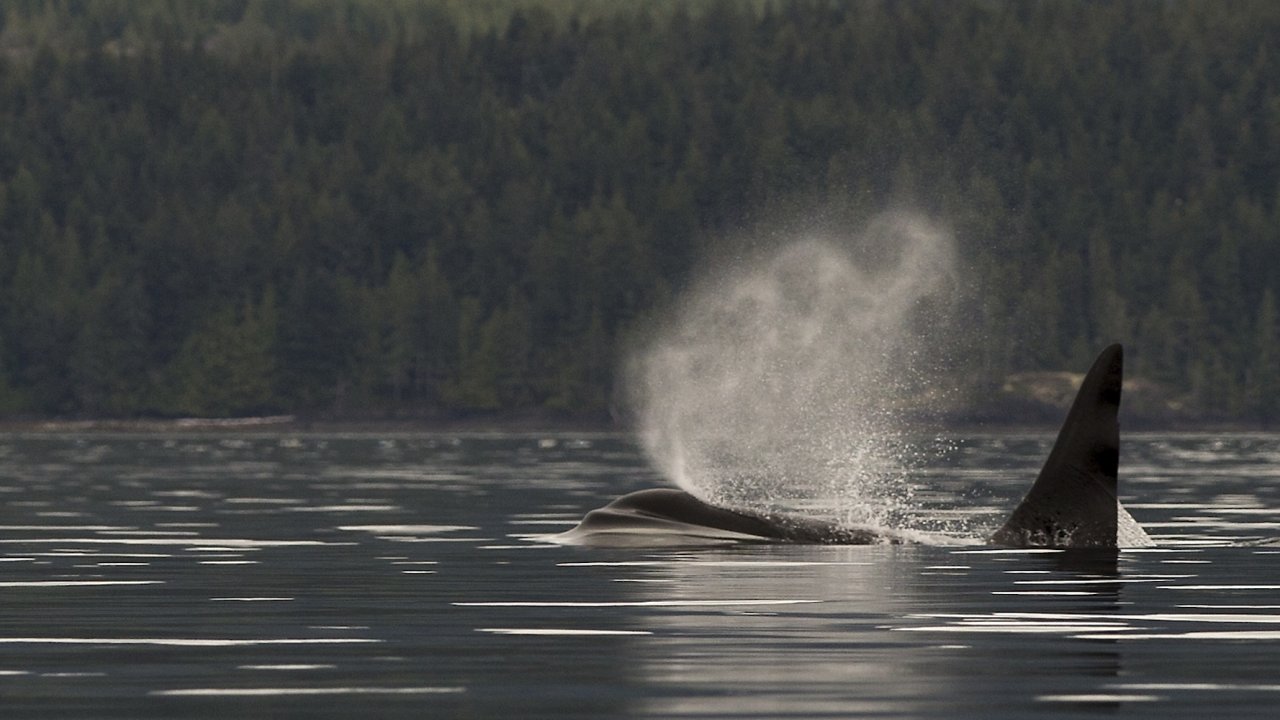 An orca surfacing with a spray of mist off Vancouver Island’s coast, a breathtaking highlight of any kayak with orcas experience and orca kayaking tour.