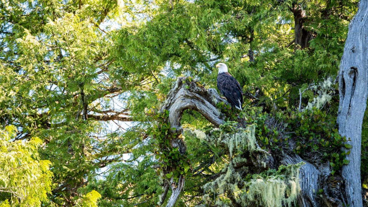 Group of kayakers paddling near Port Hardy on a one day kayaking tour in British Columbia, Canada.