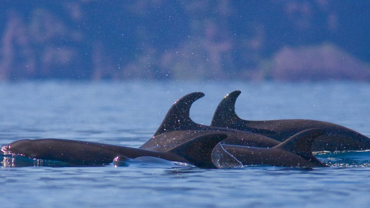 bottlenose dolphins in the sea of cortez