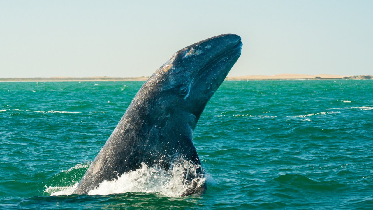 whale watching in baja 