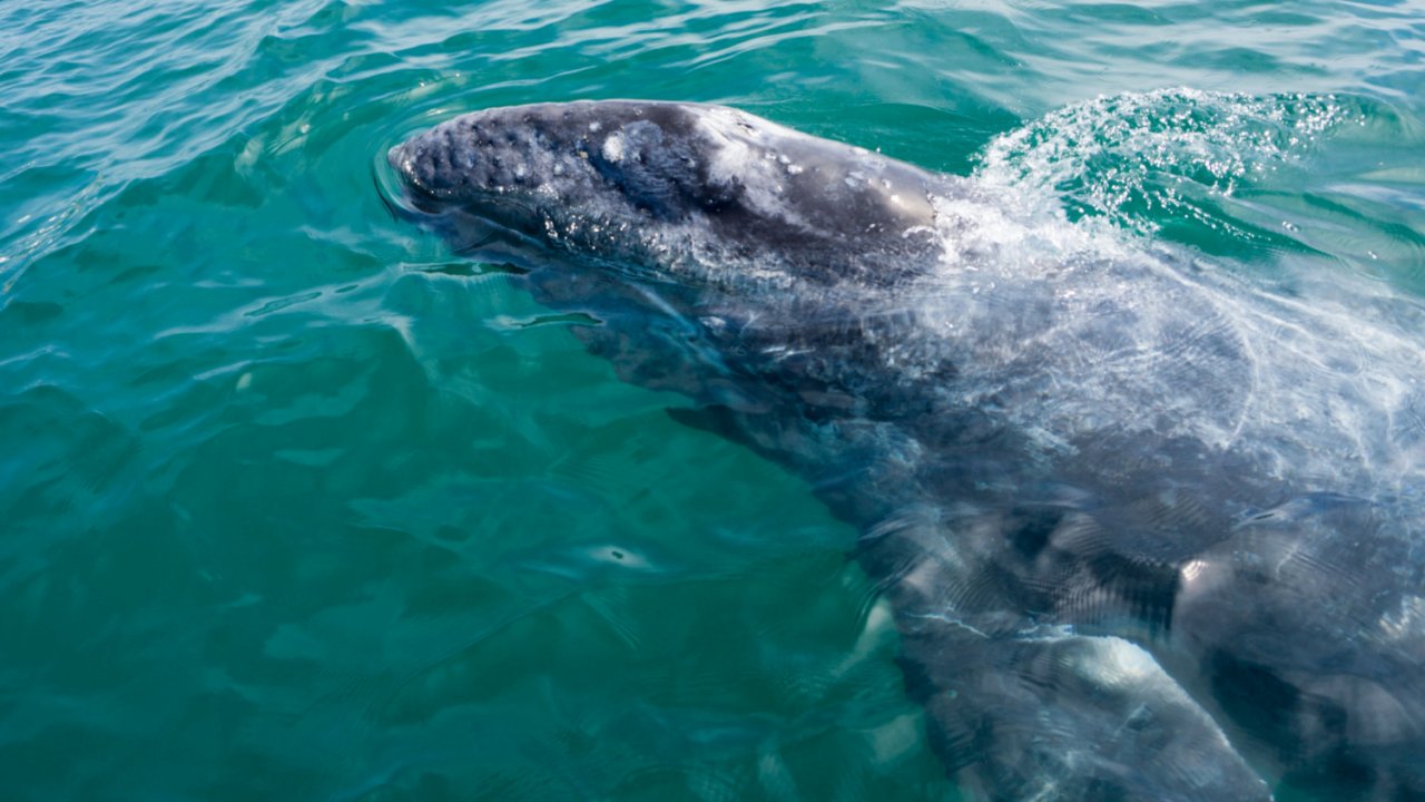 gray whale in baja lagoon