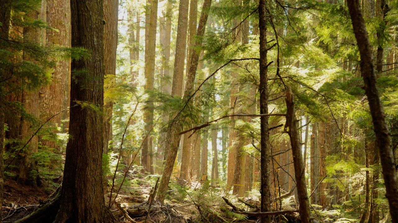 Dense coastal forest on Hanson Island in British Columbia, a backdrop for sea kayaking and camping adventures in Canada.