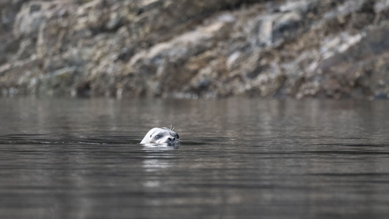 Harbor seal surfacing in the calm waters of Johnstone Strait in British Columbia