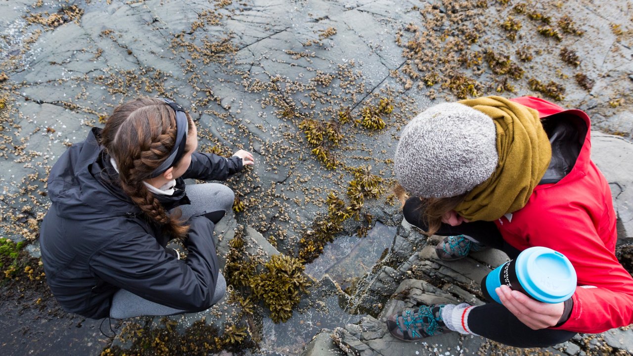 women searching an shallow intertidal zone