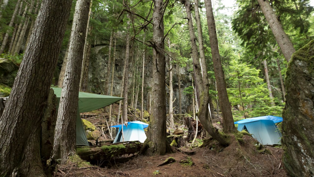 tents set up in cedar woods